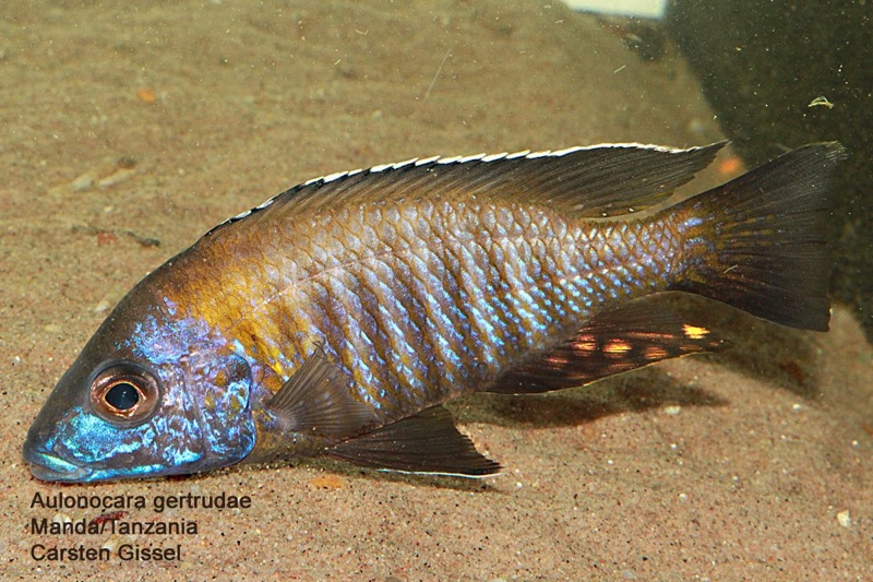 Aulonocara gertrudae 'Manda'